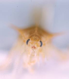 Amphipod from frontal